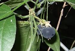 Image result for Passiflora suberosa