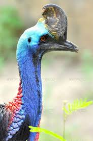 Blue Bird With Big Feathers Cassowary