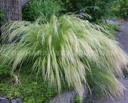 楽天市場】グラス スティパ エンジェル ヘアー(=スティパ テヌイッシマ） : おぎはら植物園