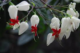 Pin On 奇异花