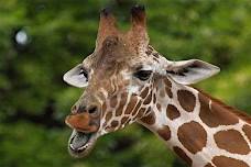 Fredericksburg Giraffe Experience and Safari Wine Tour