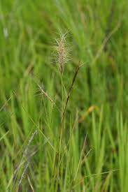 Image result for Aristida congesta