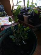 Image result for Ancylobothrys