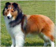 shetland sheepdog breed facts and traits hills pet