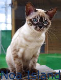 Maybe you would like to learn more about one of these? Snow Bengal Kitten Brown Rosetted Bengal Kitten Charcoal Snow Bengal Kitten Show Quality Bengal Cat Bengal Ca Bengal Katzchen Susse Katzen Fotos Susse Katzen