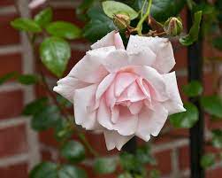 Synonyms rosa 'the new dawn'. Kletterrose New Dawn Mein Schoner Garten
