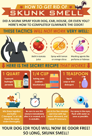 Skunk Odor Removal How To Get Rid Of Skunk Smell