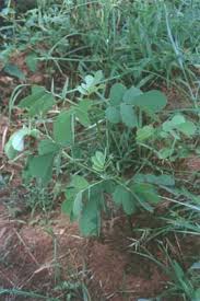 Image result for Senna obtusifolia