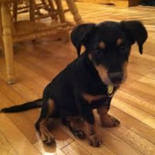Black And Brown Dachshund Mix Rottweiler Dachshund Mix Dog Pictures Blog Rottweiler Mix Dachshund Mix Rottweiler