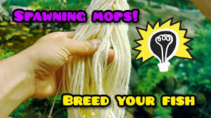 Maybe you would like to learn more about one of these? Spawning Mop Diy Breeding Fish Koi Goldfish Youtube