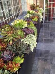 Succulent Landscapes Gardens Containers Contemporary Landscape Los Angeles Succulent Landscape Design Succulent Landscaping Succulent Garden Design