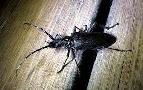 Traitement Insectes De Bois