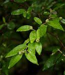 Image result for Croton polytrichus