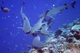 Check spelling or type a new query. Palau Travel Guide Diving Things To Do Micronesia