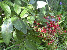 The green midsized leaves are joined to a main stem and have a. Schinus Terebinthifolia Wikipedia