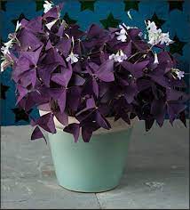 Allium Ampeloprasum Purple Shamrock Hanging Plants Purple Plants