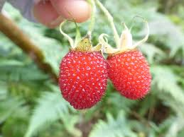 Image result for Rubus rosifolius