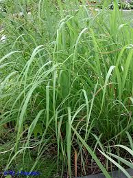 Image result for Eragrostis caespitosa