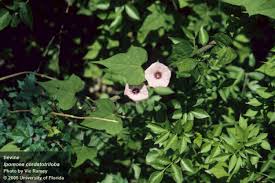 Image result for Ipomoea vernalis