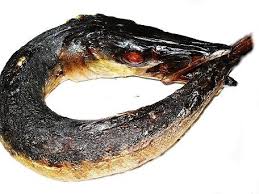 We did not find results for: Smoked Baracuda Ring 100g Indian And African Grocery Store