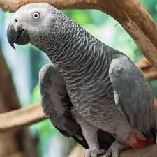 Exotic Bird Eggs For Sale Pin On Avisos Clasificados Gratis