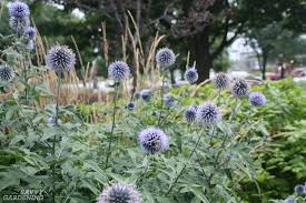 Check spelling or type a new query. Deer Proof Gardens 4 Sure Fire Ways To Keep Deer Out Of Your Garden