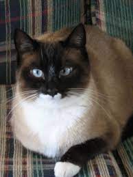 Snowshoe Cat - Such Pretty Blue Eyes Snowshoe Cat Cat Breeds Cats