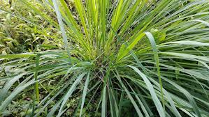 Image result for Cymbopogon caesius