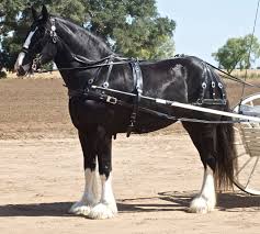 The horse's gut would also maintain some fill at all times depending on the forage form. Shire Horse Wikipedia