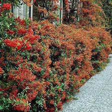 Pin On New Unusual Plant Varietals