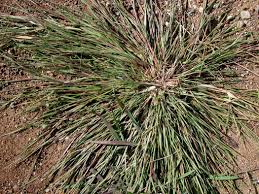Image result for Panicum gilvum