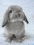 Baby Floppy Ear Bunny