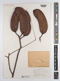 Image result for Erythrophleum