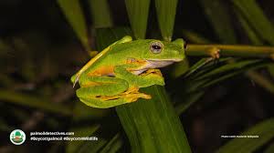 Image result for Rhynchotropis poggei