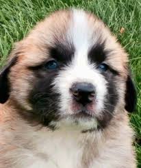 Please do not apply for a puppy if you are gone 8+ hours a day. 14 Great Pyrenees Mixed Breeds Massive Majestic Mixes