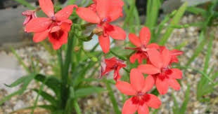 Anomatheca Laxa Syn Freesia Laxa Hardy Plants Plants Freesia