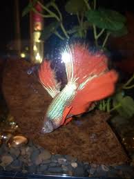 Betta fish diet is one of the most important aspects of keeping them healthy. Is My Betta Fish S Stomach Bloated Or Normal Myfishtank Net Forum