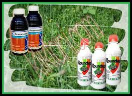 Racun rumput hadir dengan berbagai bentuk produk di antaranya, cair dan bubuk yang dijual mulai harga rp12 ribu. Perbandingan Herbisida Gramoxone Vs Roundup Kliktani Com