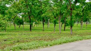 Agroforestry Systems: Sustainable Farming for Higher Income – Grow Billion  Trees