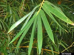 Image result for Bambusa vulgaris