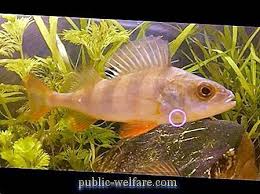 السمك مع زعانف حمراء الاسم والوصف والصورة الطبيعة 2021