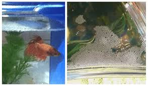 Betta Fish Bubble Nests Everything You Need To Know