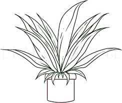 How To Draw A Plant Step By Step Drawing Guide By Dawn Dragoart Com Sketch drawing drawing plant sketch plant sketch plant drawing symbol background decoration nature decorative natural ornament flower handdrawn outline floral ecological banner templates house plant sketch green decor.