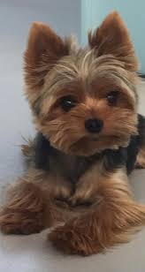determine even more info on yorkies browse through our website cute small dogs yorkie puppy yorkie dogs