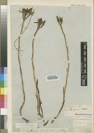 Image result for Disa hircicornis