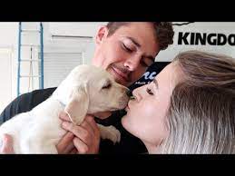 Labrador Puppies Go To Their Furever Homes Youtube