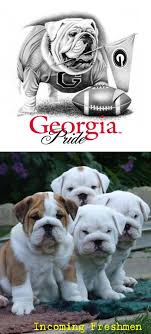 Find the perfect english bulldog puppy for sale in georgia, ga at puppyfind.com. I Always Wanted A Bulldog English Bulldog Puppies Bulldog Puppies Cute Animals