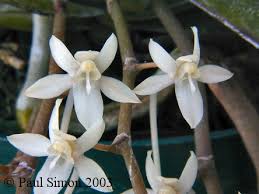 Image result for Aerangis appendiculata