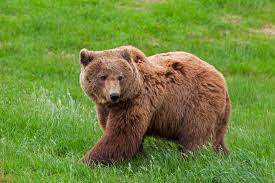 Let's meet 18 animals that went extinct in the last 100 years, and find out what drove them to extinction. Wolves And Bears Are Being Returned To A Rare Patch Of Ancient Woodland In Britain Smart News Smithsonian Magazine