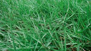 Docx, pdf, txt or read online from scribd. Ayo Buat Rumah Tampak Asri Dengan 8 Jenis Rumput Ini